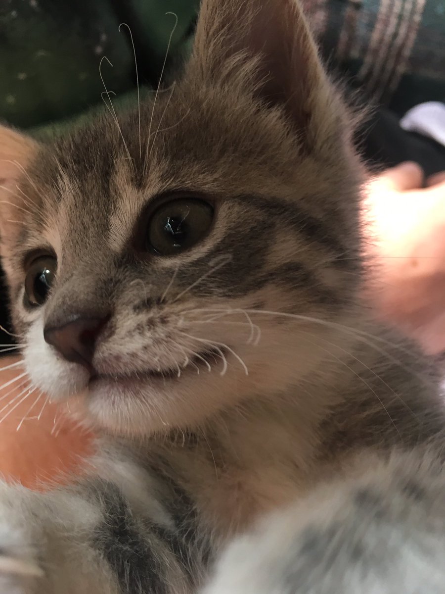 Meghan_devo's tweet image. My baby is growing up so fast😻😿