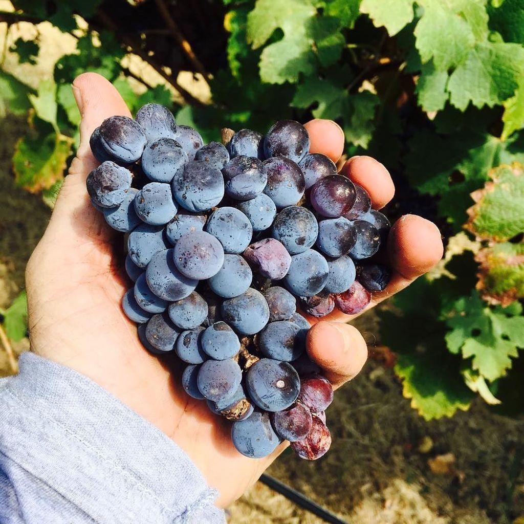 vine2venue's tweet photo. The beating heart of 4R Ranch Vineyard &amp; Winery...
#4rwines #love #lifestyle #luxury #redwine #drinkwine #winegame #winesnob #winelover #cu… https://t.co/8MpTMzYiZg
