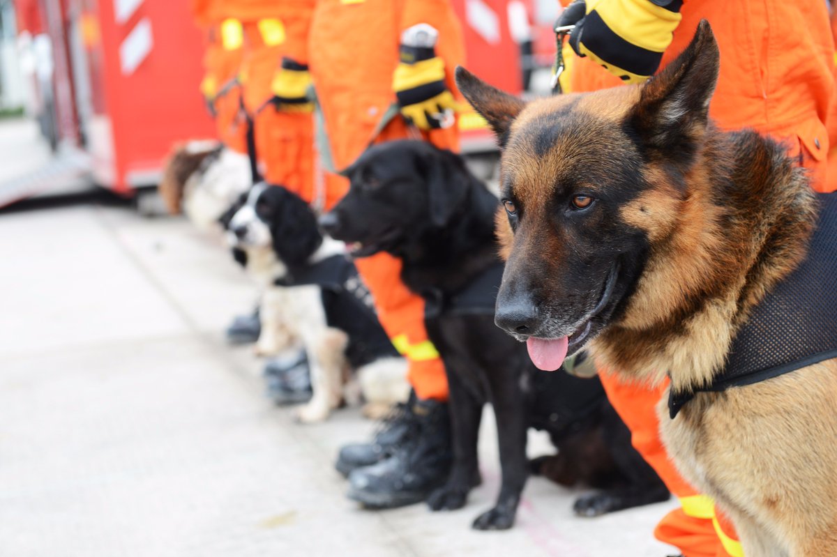 Donaremos 50 mil porciones de alimento para albergues y los perros topo de rescate. #AYUDANDOG #FuerzaMéxico