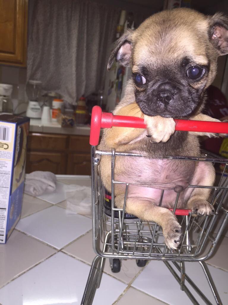 bradleex's tweet photo. i put my dog in a shopping cart!! he hated me so much after this he looks so mad at me my poor baby lmao https://t.co/GJiwFpfZdn