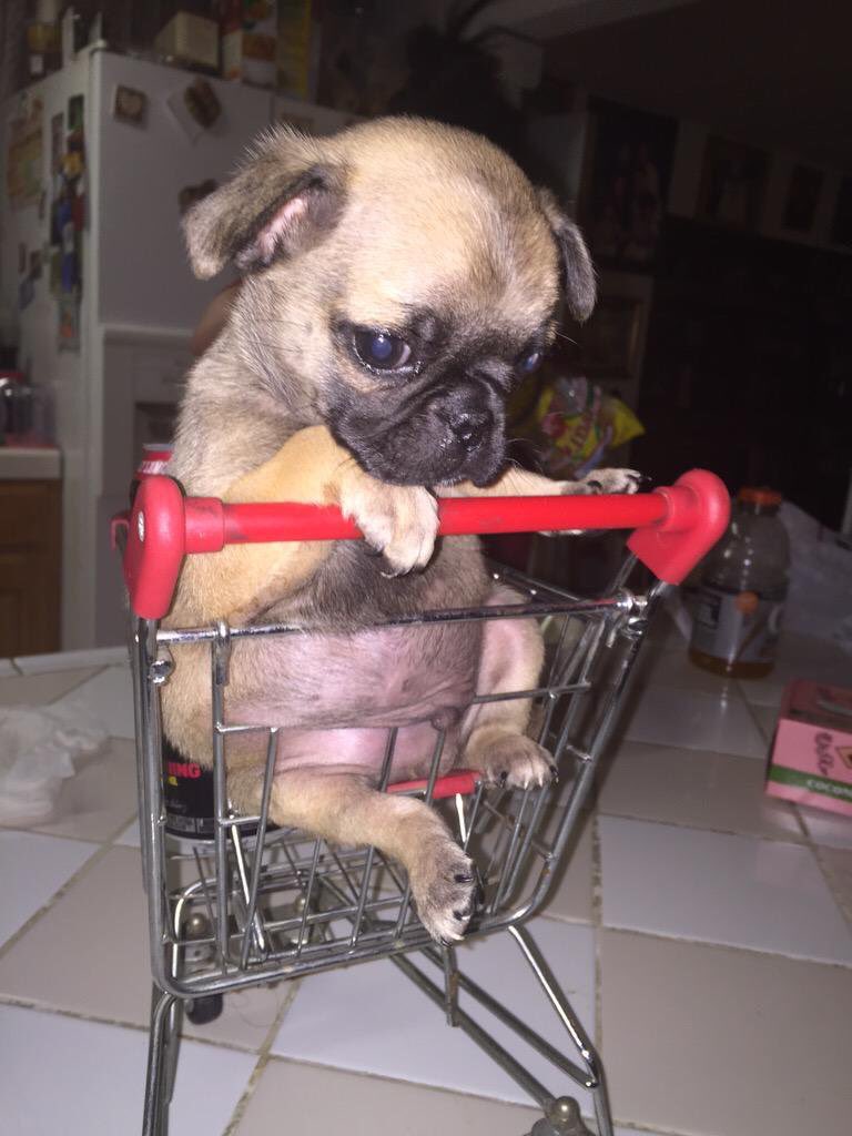 bradleex's tweet photo. i put my dog in a shopping cart!! he hated me so much after this he looks so mad at me my poor baby lmao https://t.co/GJiwFpfZdn