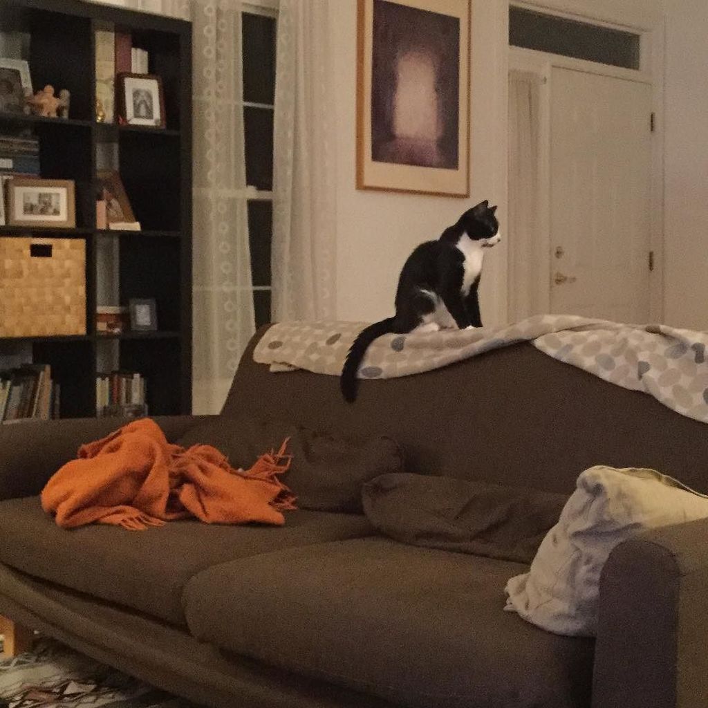 InstagramELE's tweet photo. #InstagramELE #EnContraDe ~ No estoy en contra de tener un gato en casa, pero creo que he perdido mi sofá. https://t.co/3TvidHINBI https://t.co/XWnTSSyEVw