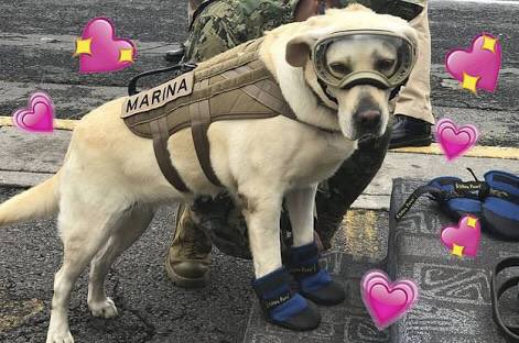A quienes piensan que se pierde el tiempo rescatando perros, se les olvidó qué hay perros rescatando personas. #GraciasFrida #50