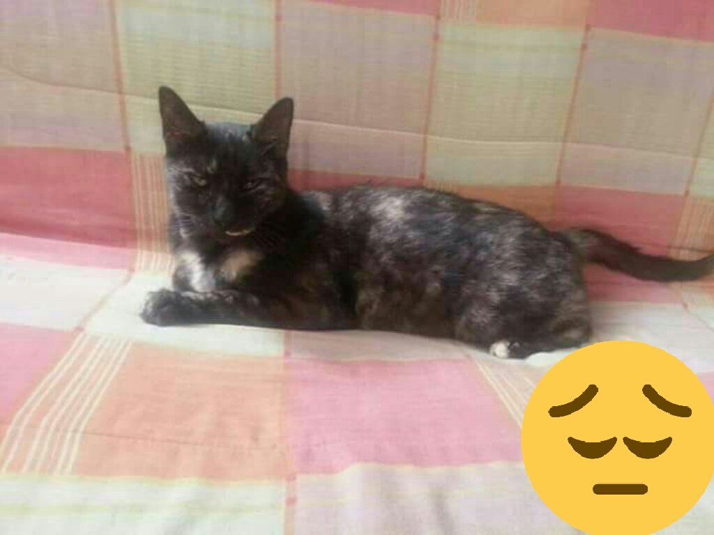 <a href="/MascotasSismo/">Mascotas Sismo</a> ando localizando a mi gatita "moja" escapó en el temblor. Calle lago iseo col. Anahuac. Ojalá alguien le haya dado albergue