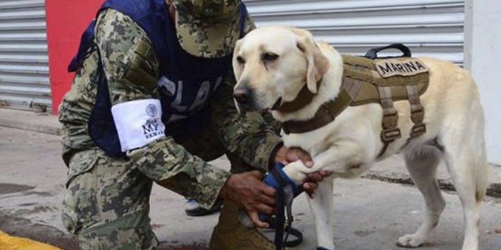 SeventeenLatin's tweet photo. Ellos son los héroes de cuatro patas: perros de rescate en el sismo 🐶🇲🇽🙏 #SismoCDMX #FuerzaMéxico 
--> https://t.co/r4TGuQ4a0r https://t.co/6G5OplaZcV