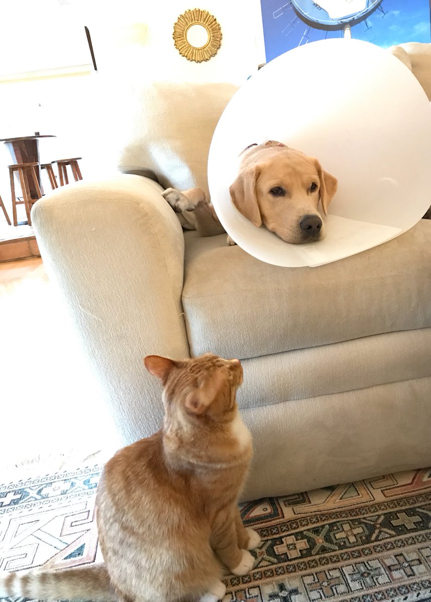 shanedawson's tweet photo. he won't leave his side :,) https://t.co/qAmqMBNStL