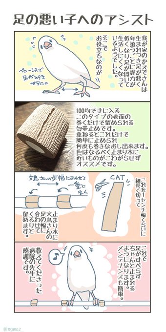病院の先生に教えていただいた、ペローシスなどで足の悪い子やご高齢さんへの止まり木アシストの方法です。このタイプだと爪もひっかからず安全でした

#buncho #javasparrow #文鳥 