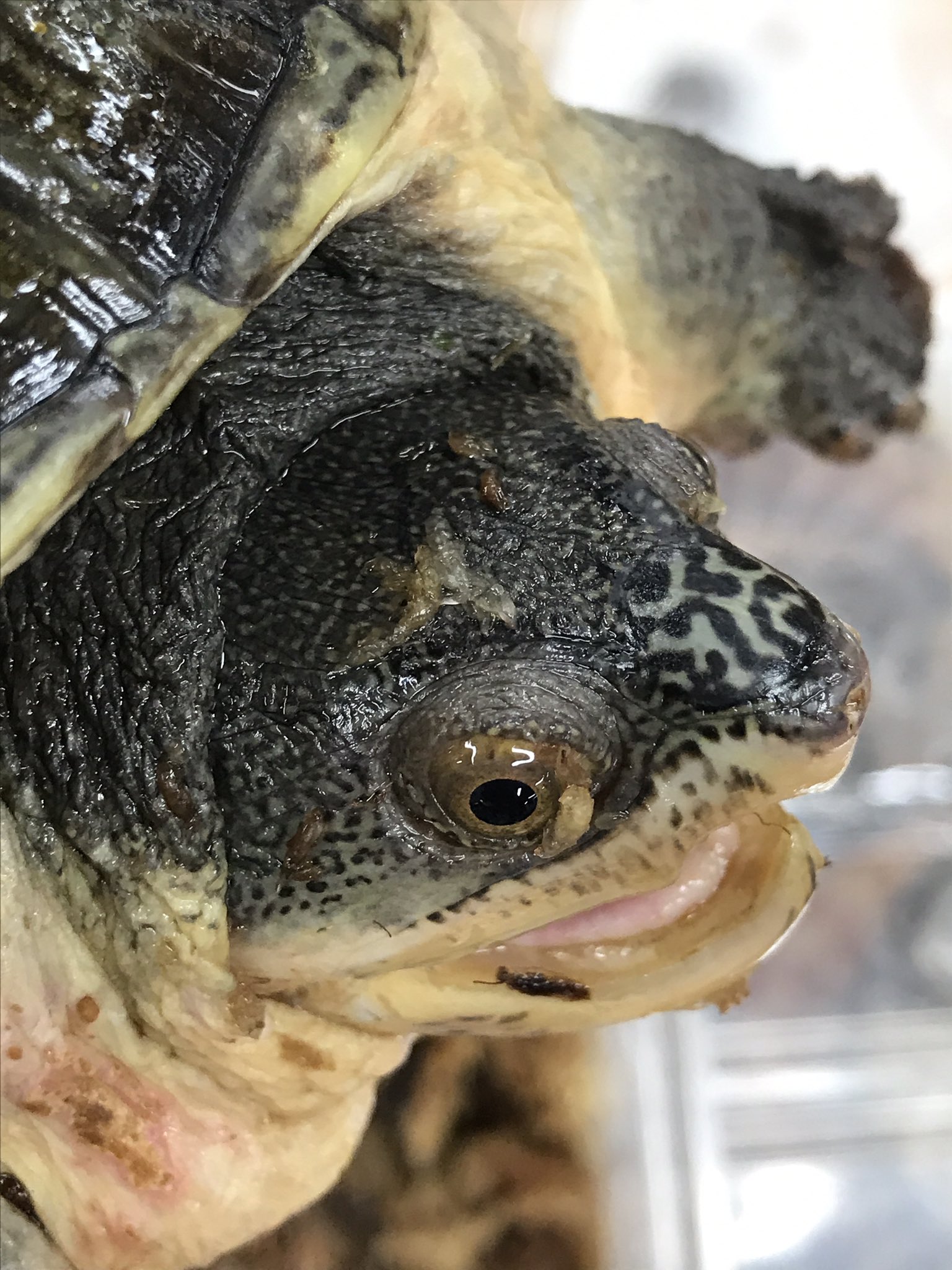 Kobu Japan Ltd お客様注文分のハラガケガメ 国産cbペアと ドイツcbメス 中国でのブームが一気に終わりましたが 本種のcbが綺麗で魅力的な事に変わりはないです 適正価格にはなりますが オス単以外はまだ集めていますので オファーがありましたら