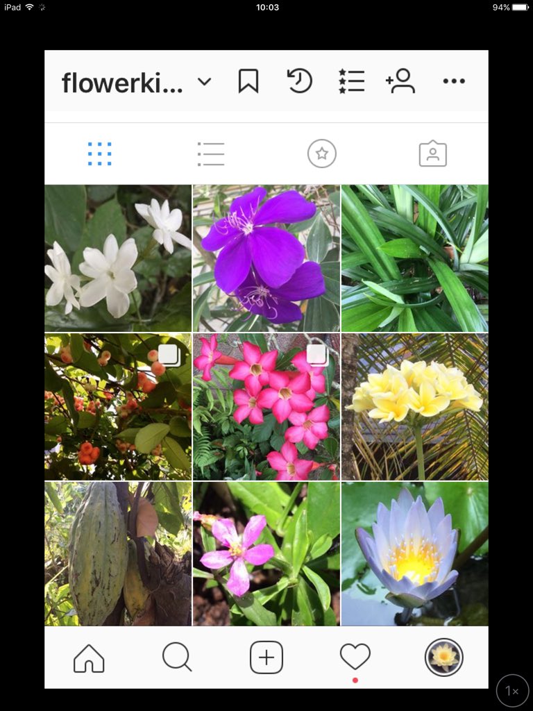 tanemaker's tweet photo. なかなかツイ出来ませんがインスタグラム@flowerkidzbaliの方に、バリの植物の名前等が分かるようにアップしていますので、興味にある方はのぞいてください。いずれ図鑑のようになればと思います🙇🏻‍♀️ https://t.co/wIkVSEC7gR