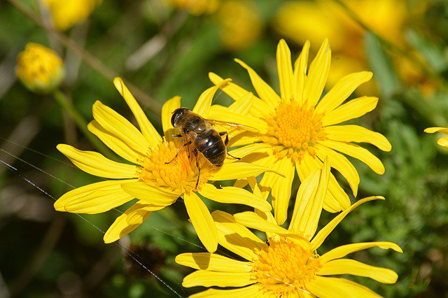 thebeekeeperman's tweet photo. We just adore raising honey bees and really appreciate the work, work, work they do all day for us...  #howtostar... https://t.co/iNdj3NSDgs