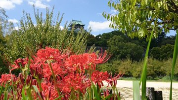 関西 彼岸花の名所 見頃 開花状況 アクセス