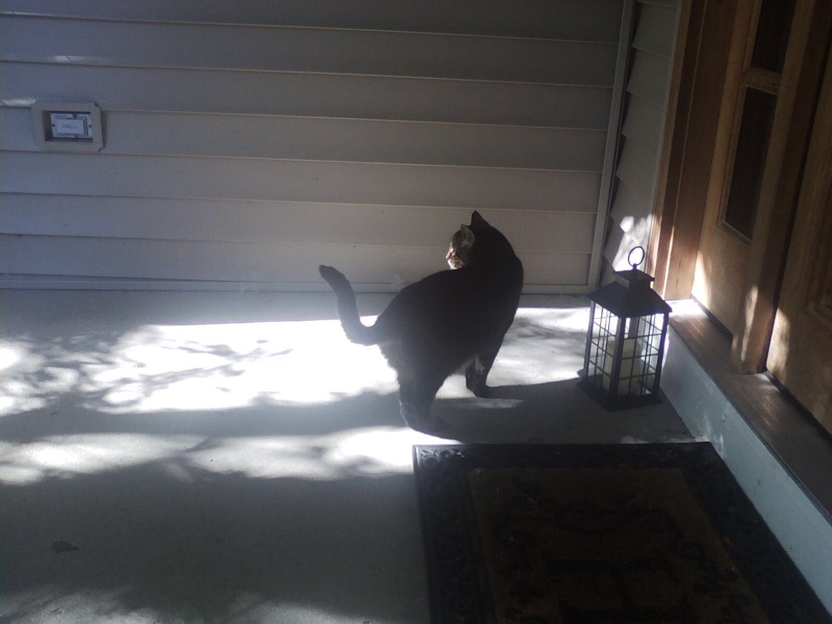 rootbeerbro's tweet photo. My dad sends me  pictures of my cat and informs me of what she’s been doing while I’m away :,) https://t.co/uFUujGEUxw