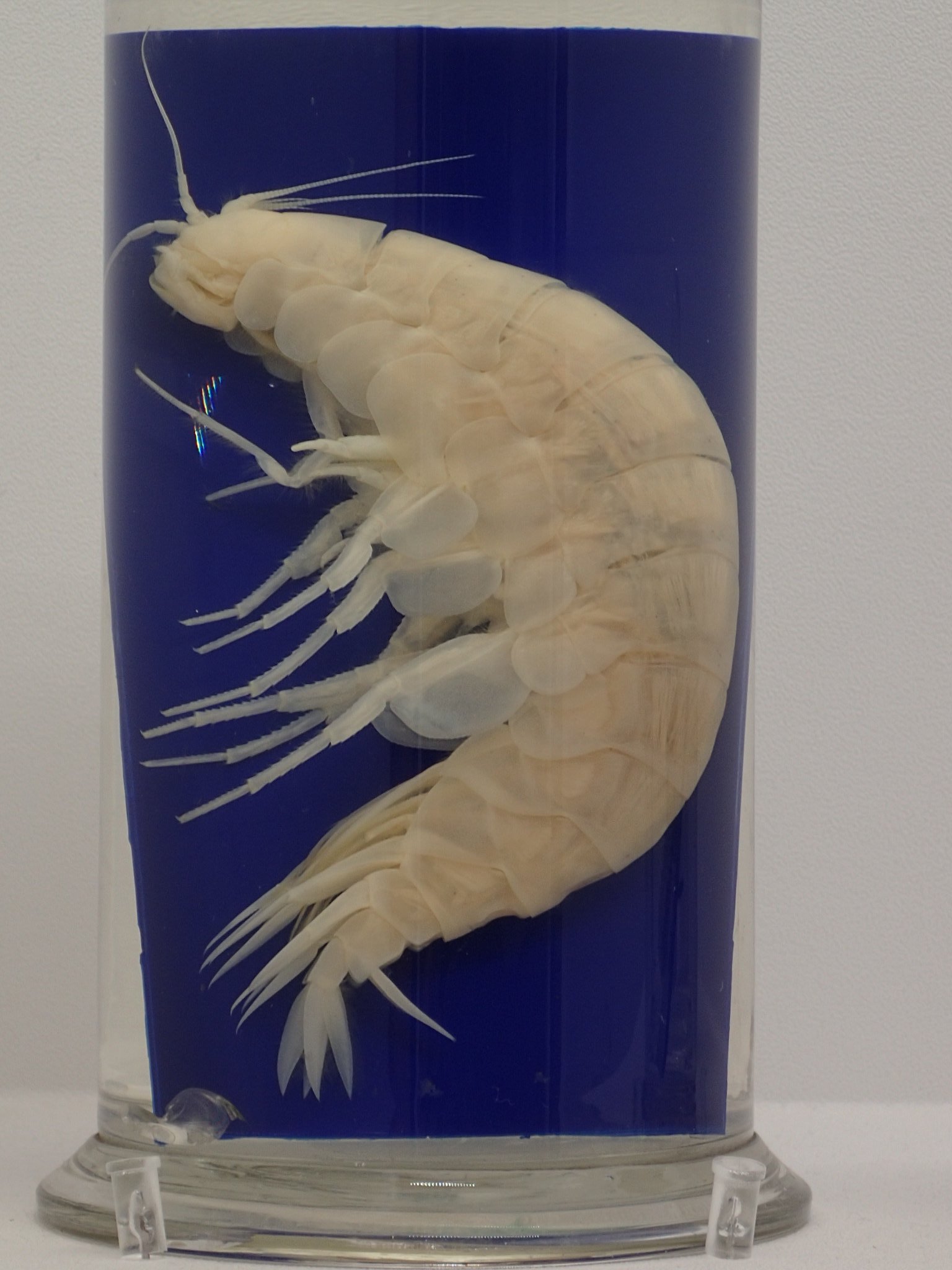 Pikayadon Twitter वर お帰りなさいませ W ノ ダイダラボッチ 深海展17 国立科学博物館 Pikayadon Twitter वर お帰りなさいませ W ノ ダイダラボッチ 深海展17 国立科学博物館