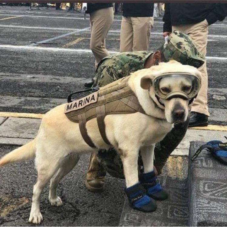 AniTa_AdeT_'s tweet photo. Su nombre es Frida y lleva 52 personas rescatadas #FuerzaMexico #teamoMexico https://t.co/UfoLmOwpwJ