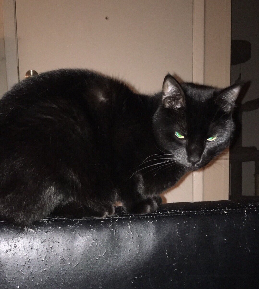 KingLokiTheCat's tweet photo. givin hooman dat #evileye 😾 where my treats!? #CatsofTwitter #housepanther https://t.co/QBUCJrkPel