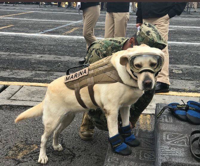 Soy_MarkD's tweet photo. Algunos ángeles tienen alas, otros tienen cola, cuatro patas, un corazón enorme y comen croquetas.
Frida ha encontrado a más de 52 personas. https://t.co/iZaoArTBwO
