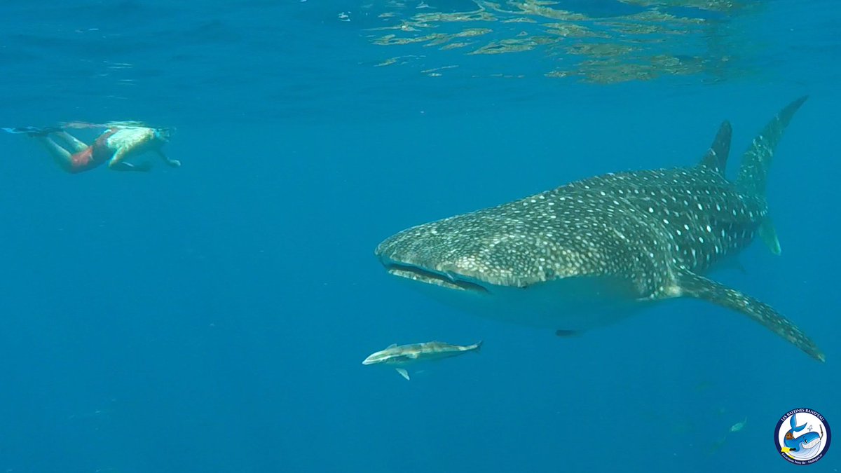 BaleinesRandeau's tweet photo. La saison Requins baleine semble se préciser....! Nosy Be, Madagascar avec @BaleinesRandeau ! https://t.co/xyhawilnms