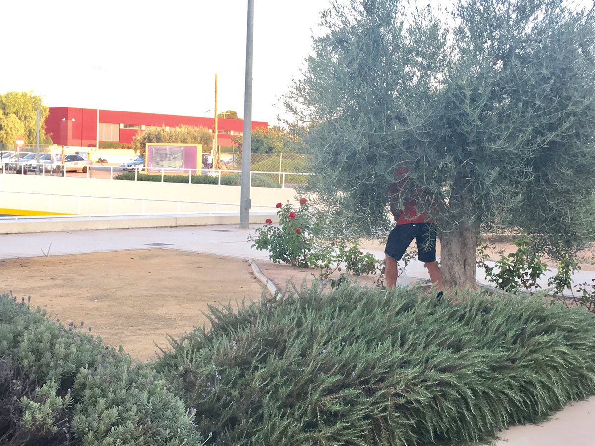 La buena hora de recoger las olivas! Ya tiene para el almuerzo, por cortesía de la #UMH 😂😂 🍽