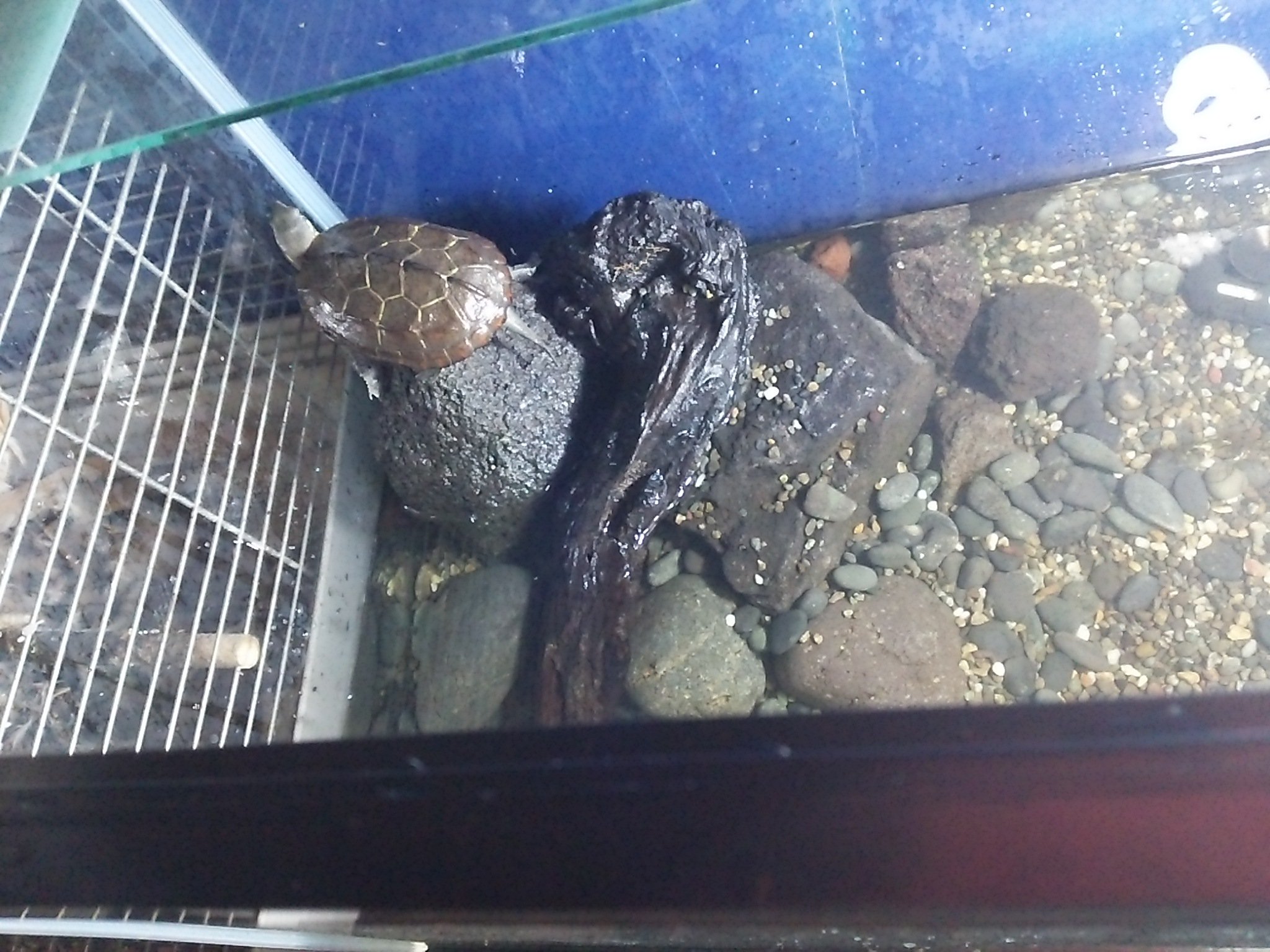 טוויטר ばるぱんさー בטוויטר 夏に両親が拾ってきたクサガメ 寒くなってきたのでヒーターを入れてやろう せっかくだし 蔵の中にあった60 水槽に入れ ついでに流木も入れる いや どうせだから今日買った石 を組み上げて陸地を作り テラリウムに う む
