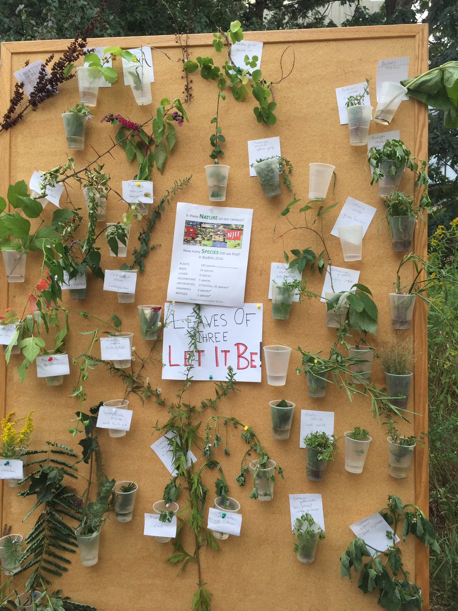 Amazing #RUNbioblitz yesterday! Thanks to all who came out to help survey our campus biodiversity!