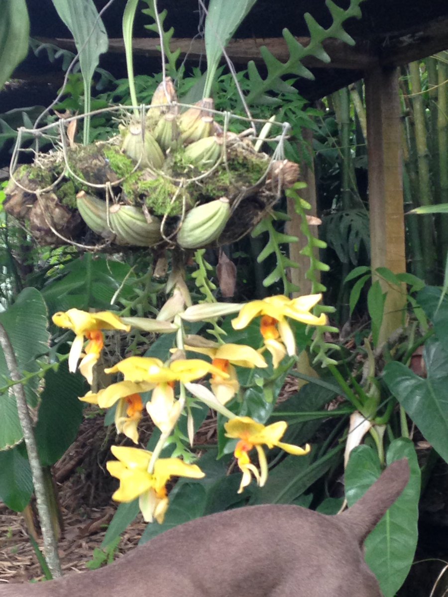 JrGardenista's tweet photo. Just a few wonders that my Garden Club friends got to enjoy when traveling with me to volunteer in Guatemala! #YouthGardening #gardenMission https://t.co/AeTXOMqNHN