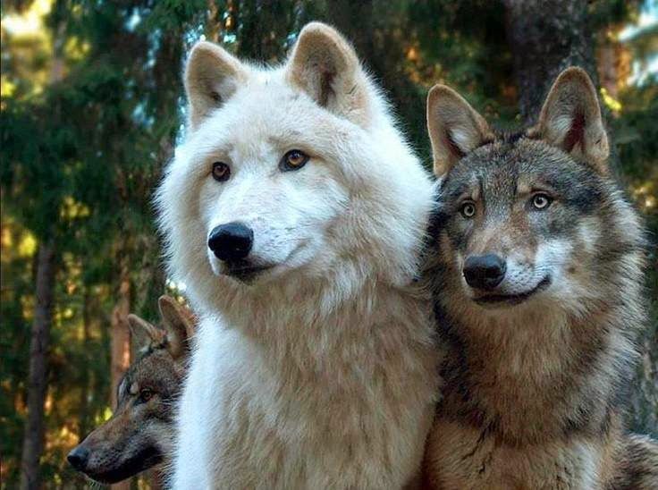 _wolves__'s tweet image. Have a nice and happy day my friends