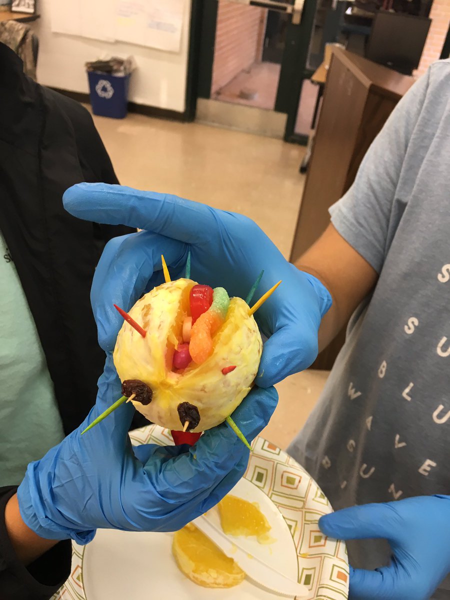 MrsBBennett56's tweet photo. AP Psych Ss performing brain surgery on oranges. #1Lecanto #brainsurgery #SSinCC https://t.co/XzrKkO5CvN