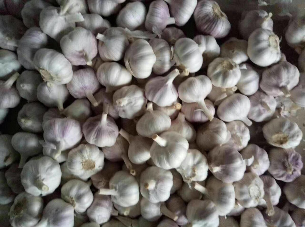 ChineseGarlic's tweet photo. Look.Me https://t.co/Zz3h3uULuA