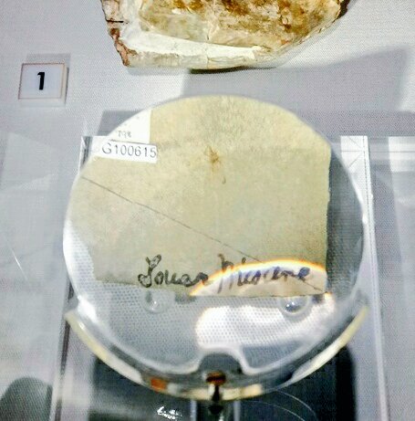 LouiseACPrice's tweet image. My favourite so far @LapworthMuseum : the fossil fly! #miocene #palaeogene #neogene #whatextinction #flieswin