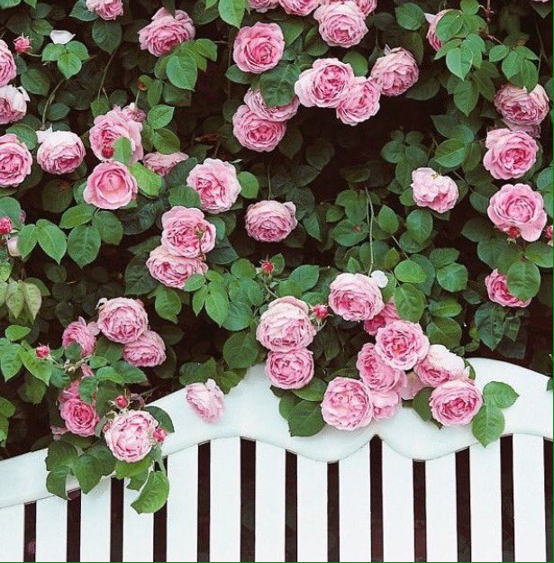 kkkk77889966's tweet photo. افتارات جميله ومنوعه .. 👌🏻🌸 https://t.co/hwJ1NqWwFa