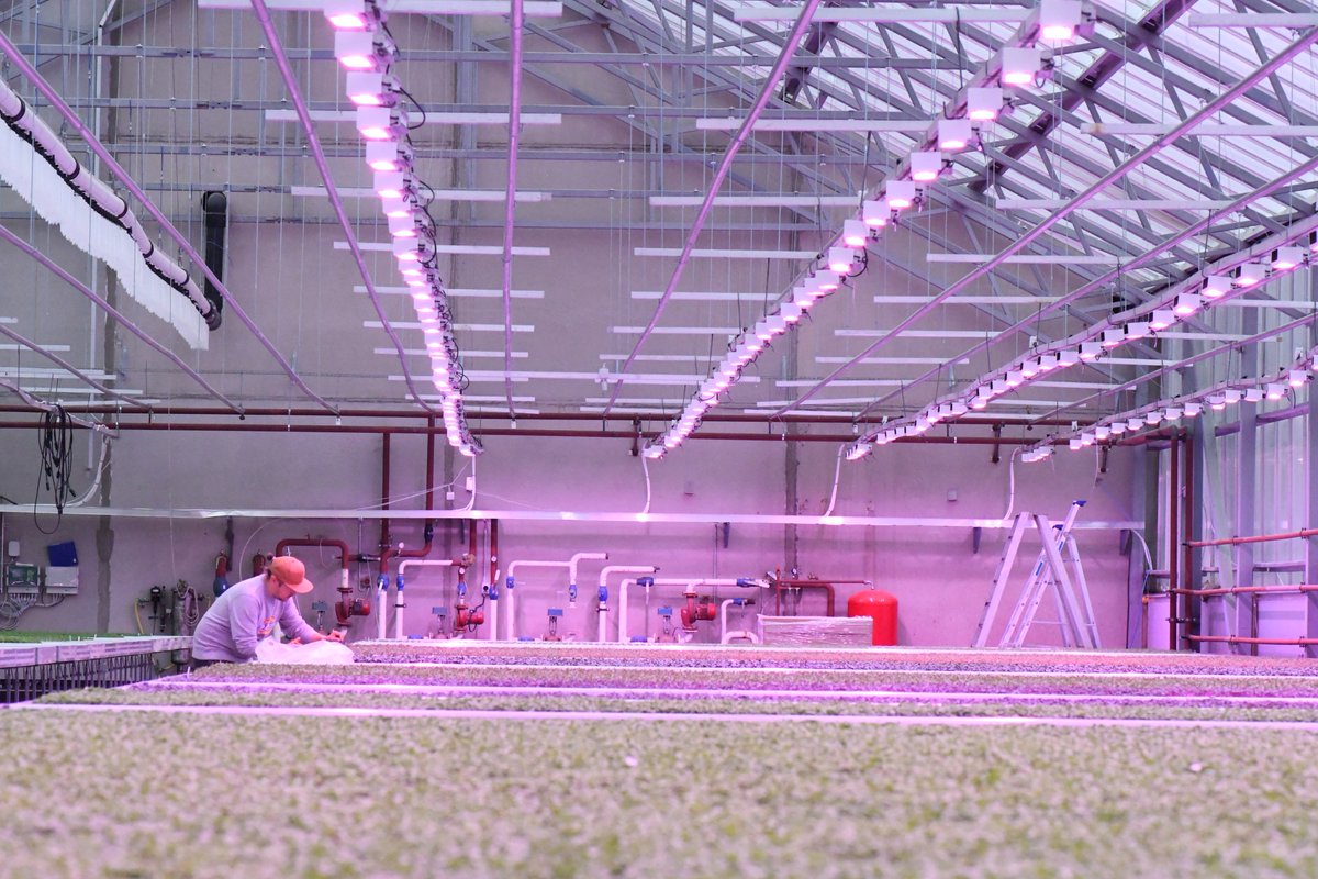 MimisVersot's tweet photo. Ugissa tuotamme 100% #luomu'a. Ekologisemmaksi ei kasvinviljely enää mene. Suljetun kierron systeemi, oma biopolttolaitos ja led-valot. https://t.co/vdxfGr04aY