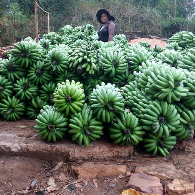 MugemaV's tweet photo. Ubuse wabwirute ko ntakwiye gushimishwa numusaruro nkura murutoki rwange niba bihora bitya https://t.co/MqMiFVt45G