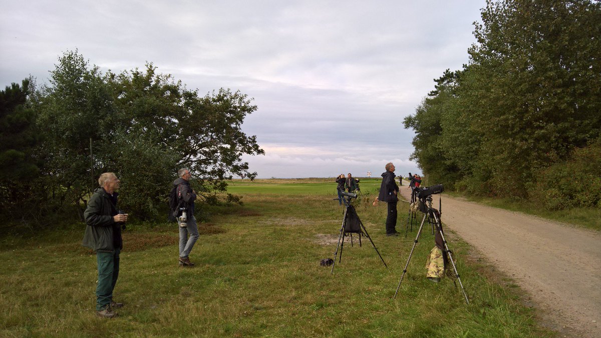 Mightychub's tweet photo. #Falsterbo #FBBO #Crossbill good numbers #Woodlark on the move #Redbreastedflycatcher in the pines #vizmig #Greatwhiteegret #Sweden #birding https://t.co/d8dyKwEzo7