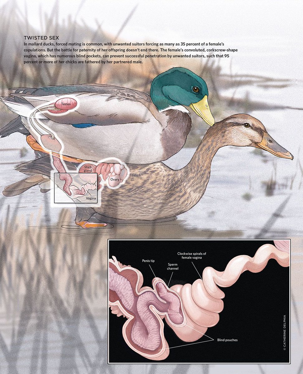 planter Nylon oogopslag Mallard Duck The Hidden Side of Sex | The Scientist Magazine® | Hirvikota