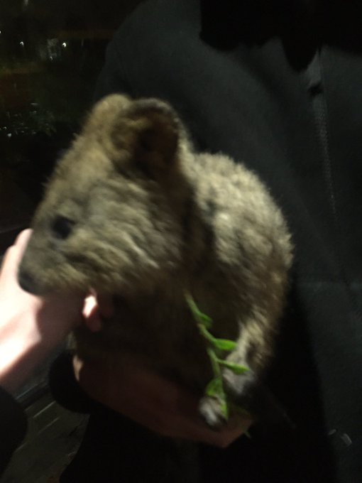 YOU GUYS I TOUCHED A QUOKKA I CAN DIE HAPPY https://t.co/lPrmPviiaA<a href="/tag/asswednesday"class="tags"><span>#asswednesday</span></a>