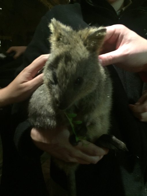 QUOKKA SELFIE!!!! https://t.co/hZsxcZ7BZO<a href="/tag/birdhausto"class="tags"><span>#birdhausto</span></a>