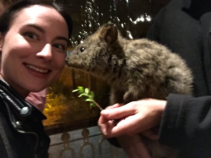 QUOKKA SELFIE!!!! https://t.co/hZsxcZ7BZO<a href="/tag/birdhausto"class="tags"><span>#birdhausto</span></a>