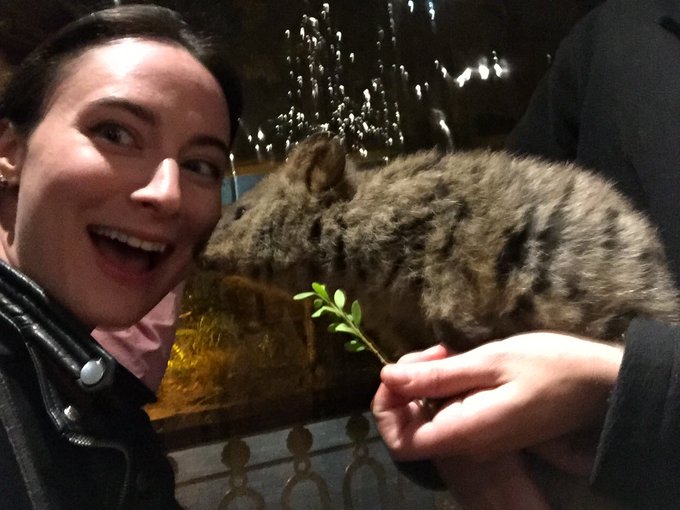 QUOKKA SELFIE!!!! https://t.co/hZsxcZ7BZO<a href="/tag/birdhausto"class="tags"><span>#birdhausto</span></a>