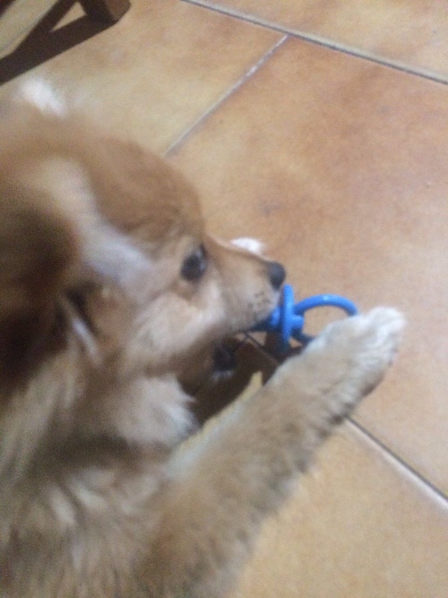 Onion_Pro's tweet photo. My dog is always crying for food so I figured a pacifier would work to shut him up https://t.co/27hqSKGyIG