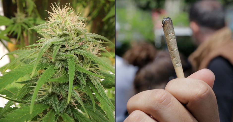 Cannabis is not a gateway drug and stops people using 'harder' drugs, study says
