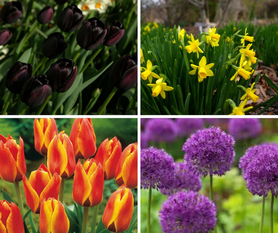 Turners Nursery (TurnersNursery) Twitter