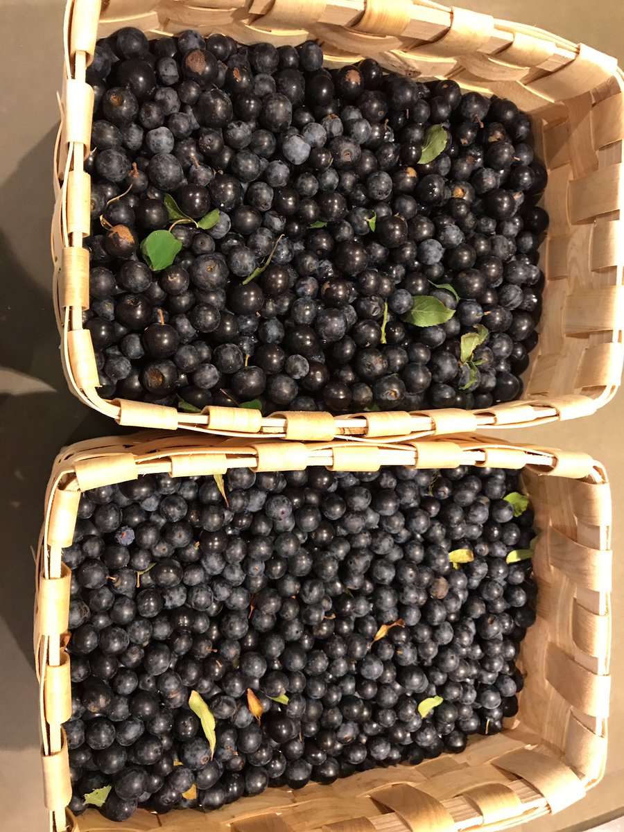 @wildroomuk <a href="/FeraAtClaridges/">Fera at Claridge's</a> thank you for the sloes ! :) <a href="/mjstar88/">Matthew Starling</a>
