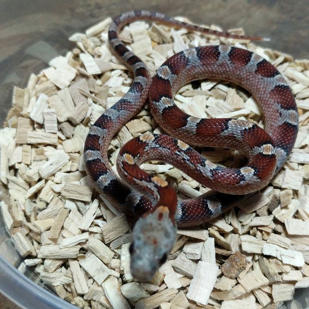 AndyByers21's tweet photo. Little Pied side just wants to be loved ❤️😂.
_
#cornsnake #dangernoodle #snake #cornsnakemorph #cornsnakes #cornsn… https://t.co/Y8TgQoNxE9 https://t.co/Eznh7yKJ4i