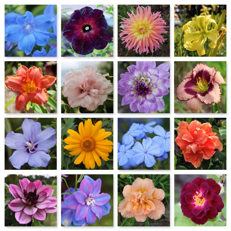 AnnaBellaPics's tweet photo. #LastDayofSummer so reflecting on some of my favorite #garden beauties from this season💛  It truly was a colorful one😊🌸 https://t.co/mnQO9fYPPQ