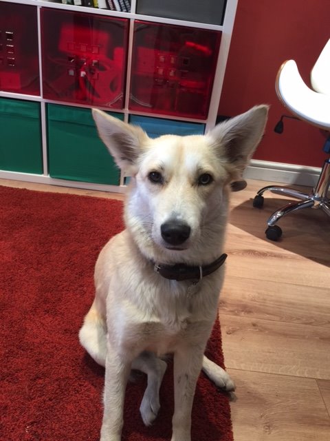 PetsKitchen's tweet photo. Lucky made it back from the Middle East happily after being found abadoned at 3 months old. https://t.co/uxQqoOGvT5