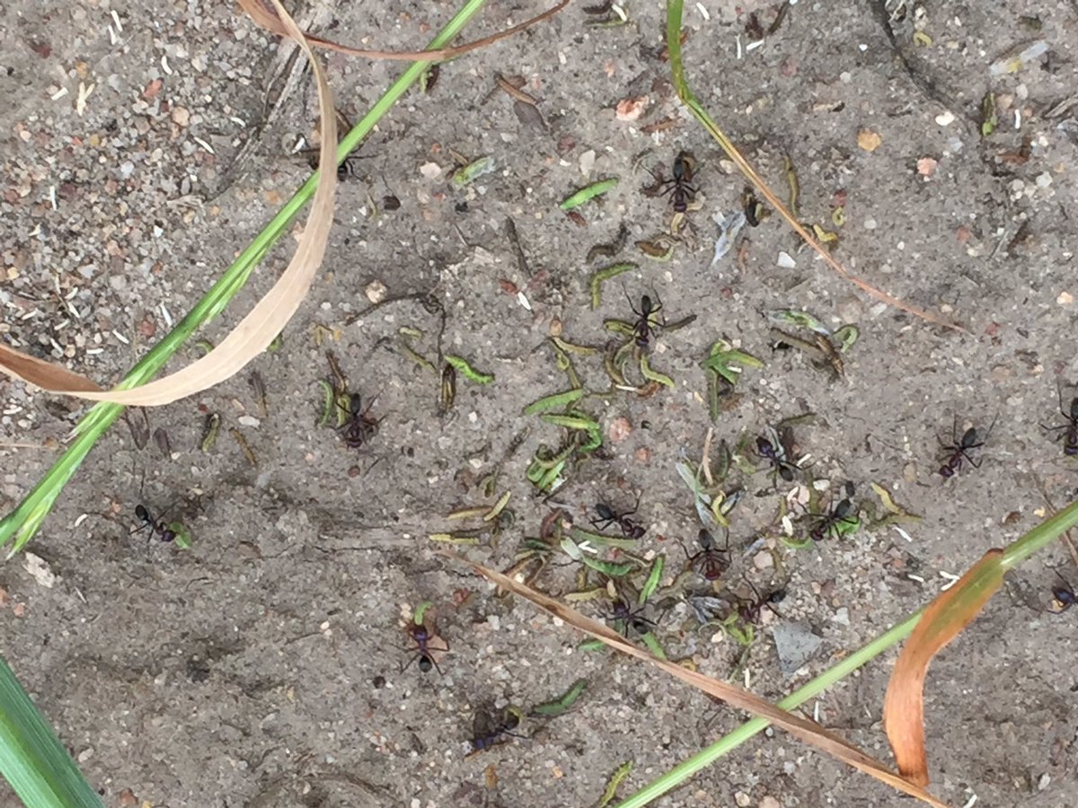 Harvest time! Meat ants gathering DBM larvae (🐜actually stockpiled 🐛and collected from stockpile for transport to nest!) #IPM #needmoreants