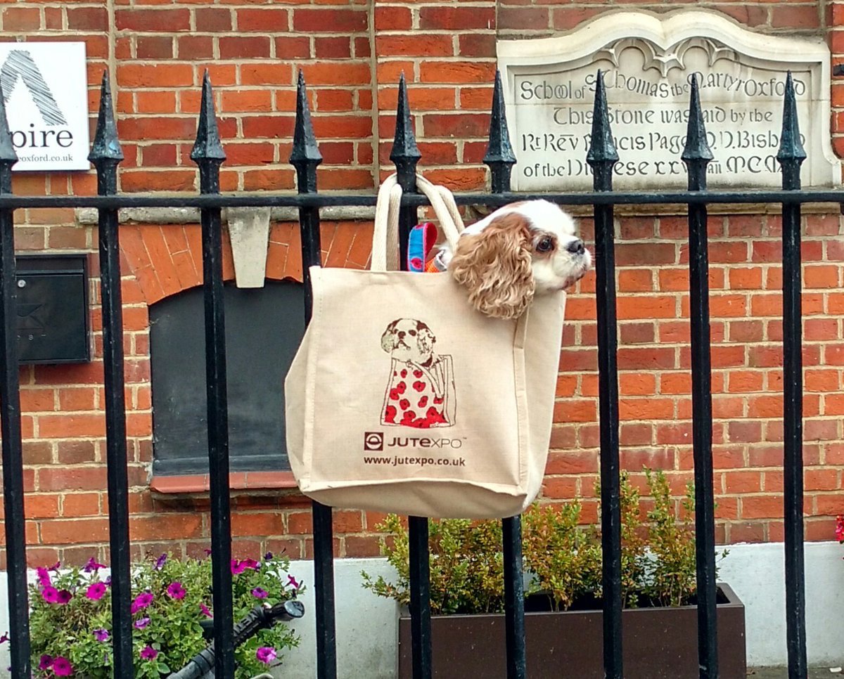 AccorderMusic's tweet photo. Happy birthday to our most favourite pooch, Timothy(@doginabagUK)! 
Love from everyone at Accorder Music x x x 🐶👜❤️ https://t.co/AAZAo4NXHt