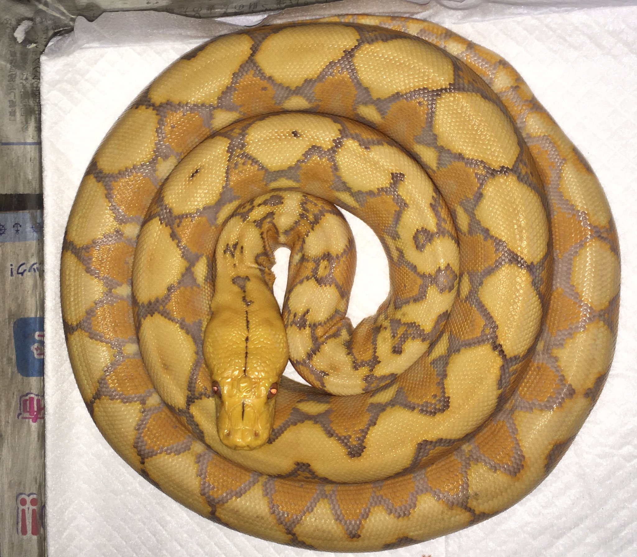 تويتر 須田 英臣 على تويتر アミメニシキヘビ４匹飼育してますが全員オスです 巨大化するメスを避けたと言うより自分が飼育したい種類のコンプリートを優先した結果なんです だから給餌制限とかしてませんよ デカいメスは素晴らしいけどキッチリ育ててるオス