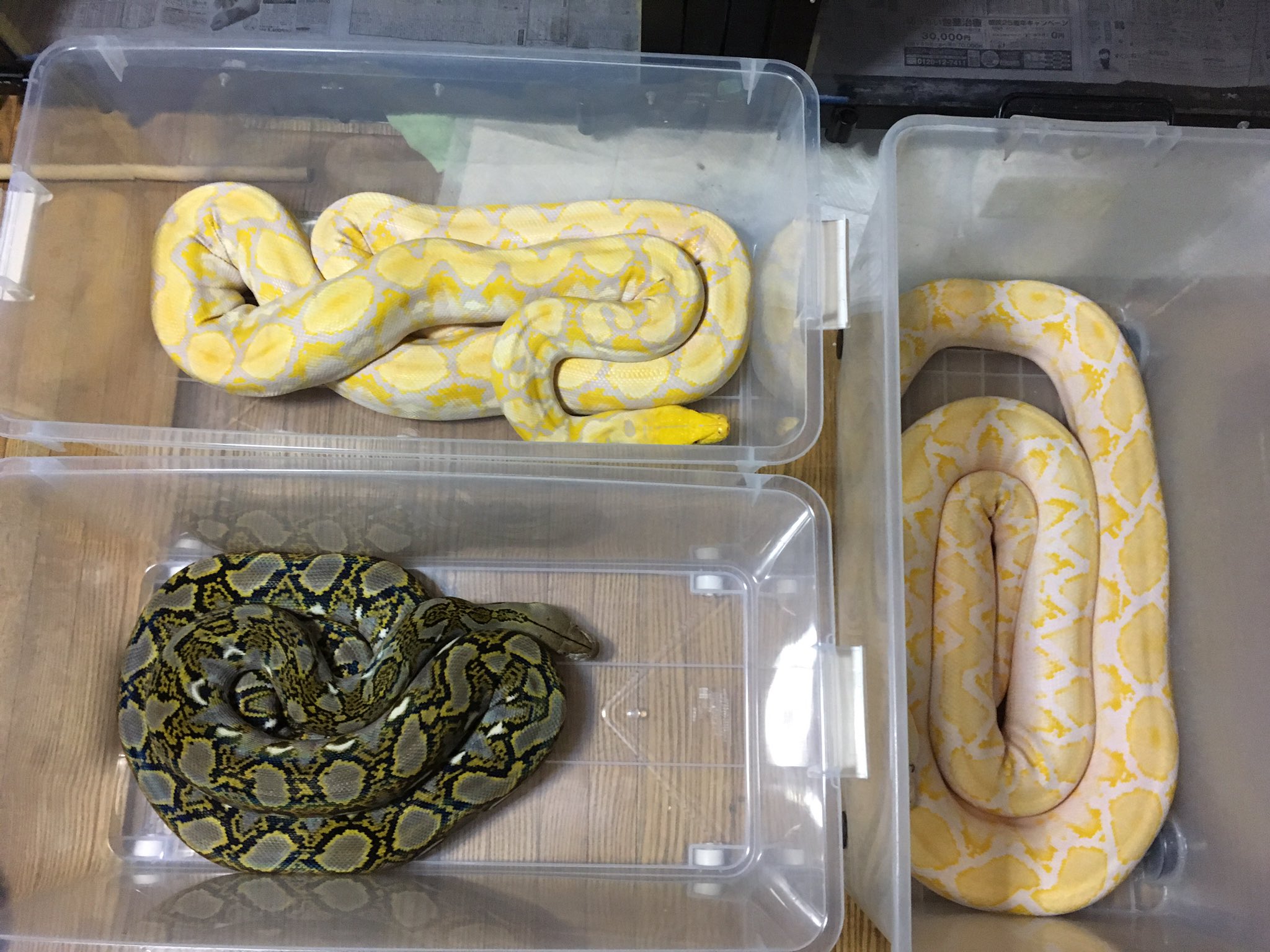 須田 英臣 アミメニシキヘビ４匹飼育してますが全員オスです 巨大化するメスを避けたと言うより自分が飼育したい種類のコンプリートを優先した結果なんです だから給餌制限とかしてませんよ デカいメスは素晴らしいけどキッチリ育ててるオスだって