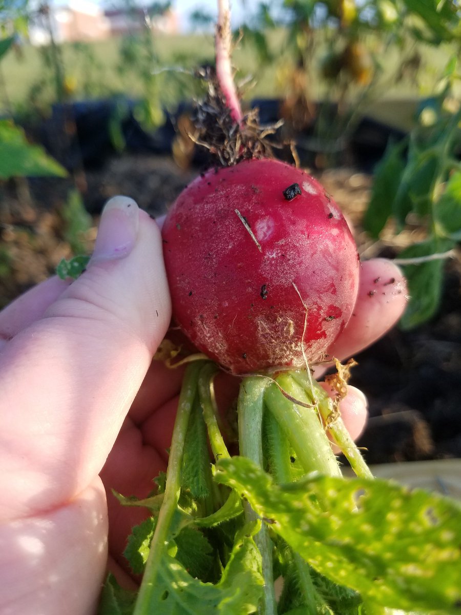 anie2091's tweet photo. garden day! @SMHSSTEM @CarrieMarcum @MrsBarkerSays https://t.co/1EsjhJ2N0a